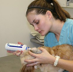 Veterinary services