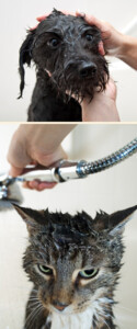 Wet pets